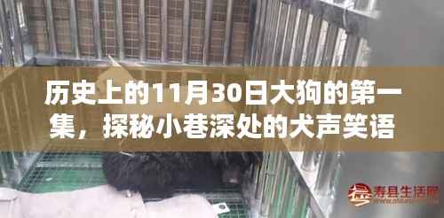 历史上的11月30日大狗首集，犬声笑语探秘小巷深处