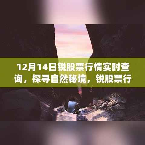 12月14日锐股票行情实时查询,心灵之旅探寻自然秘境的股市动态