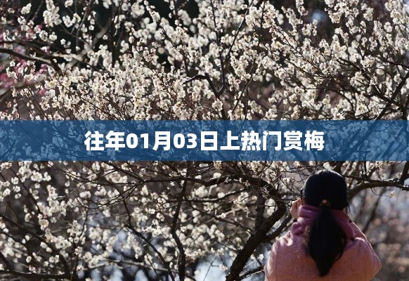 热门赏梅日,探寻梅花盛开之美