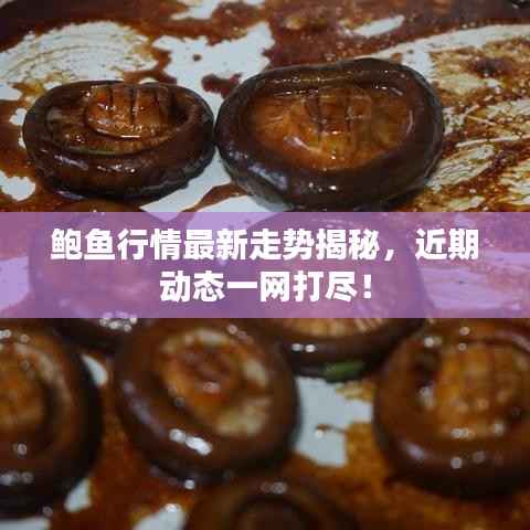 鲍鱼行情最新走势揭秘，近期动态一网打尽！