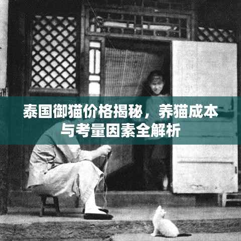泰国御猫价格揭秘,养猫成本与考量因素全解析