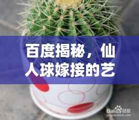 百度揭秘,仙人球嫁接的艺术之道