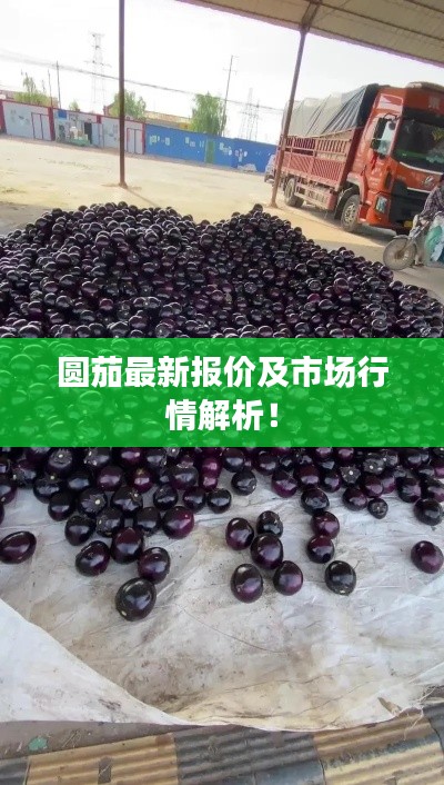 圆茄最新报价及市场行情解析!