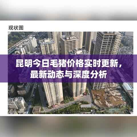 昆明今日毛猪价格实时更新,最新动态与深度分析