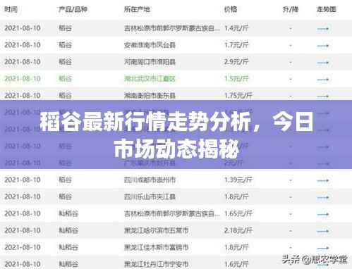 稻谷最新行情走势分析,今日市场动态揭秘