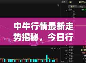 中牛行情最新走势揭秘,今日行情分析与预测