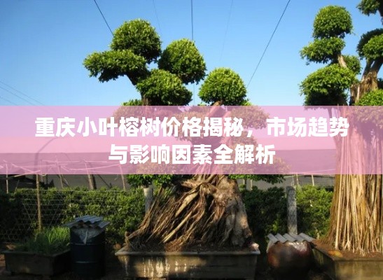 重庆小叶榕树价格揭秘,市场趋势与影响因素全解析