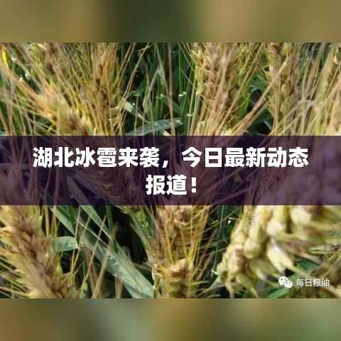 湖北冰雹来袭,今日最新动态报道!