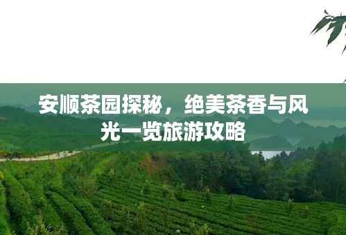 安顺茶园探秘,绝美茶香与风光一览旅游攻略