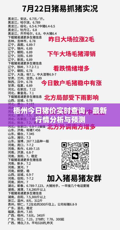 梧州今日猪价实时查询，最新行情分析与预测